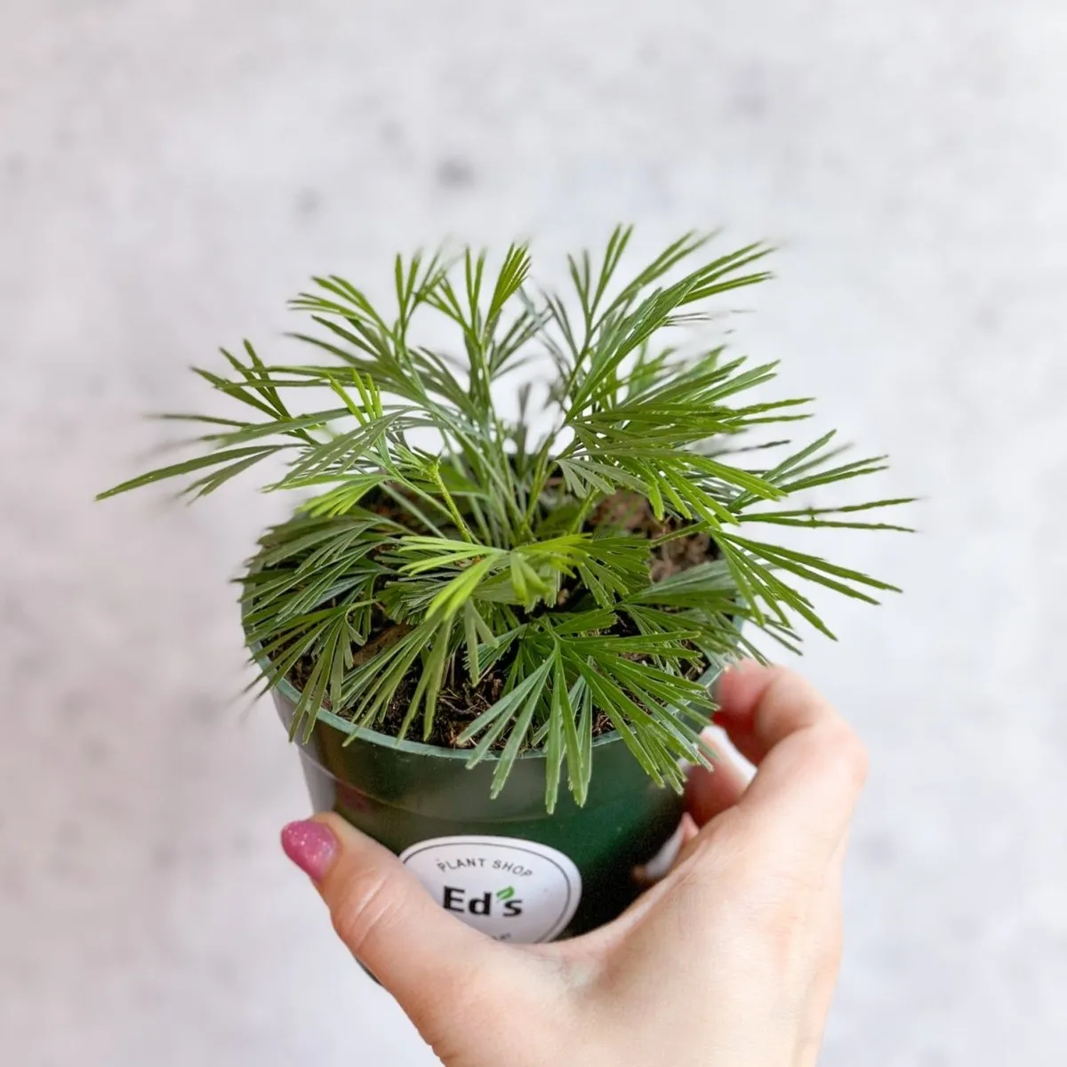 Actiniopteris australis - Eyelash Fern - 4 Inch