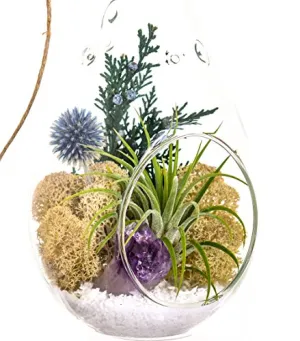Air Plant Terrarium with Purple Amethyst Crystal - 7" Teardrop Glass - Shabby Chic