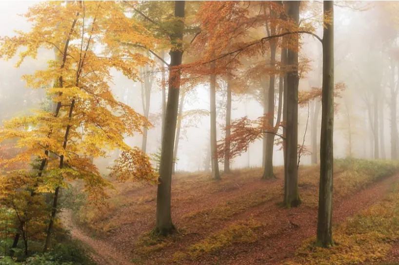 Autumn Fog Mural Wallpaper