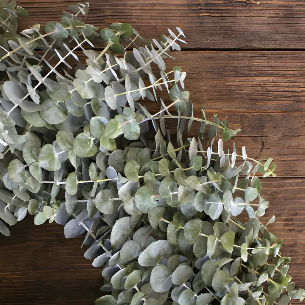 Baby Eucalyptus Wreaths