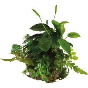 BioArt Plant Ball - Anubias for BioArt Terrarium