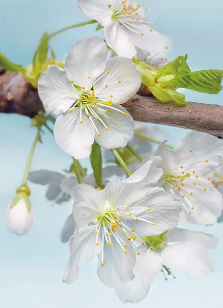 Blossom Adhesive Wall Mural