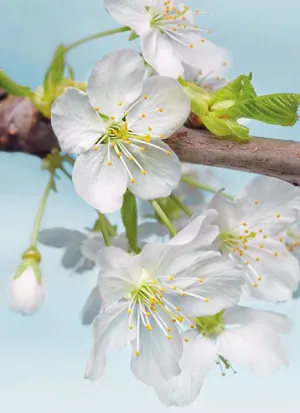 Blossom Adhesive Wall Mural