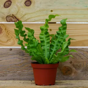 Crispy Wave Fern