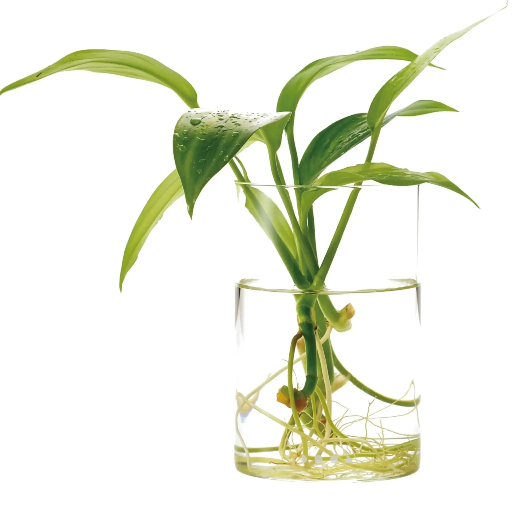 DOOA Glass Pot Maru