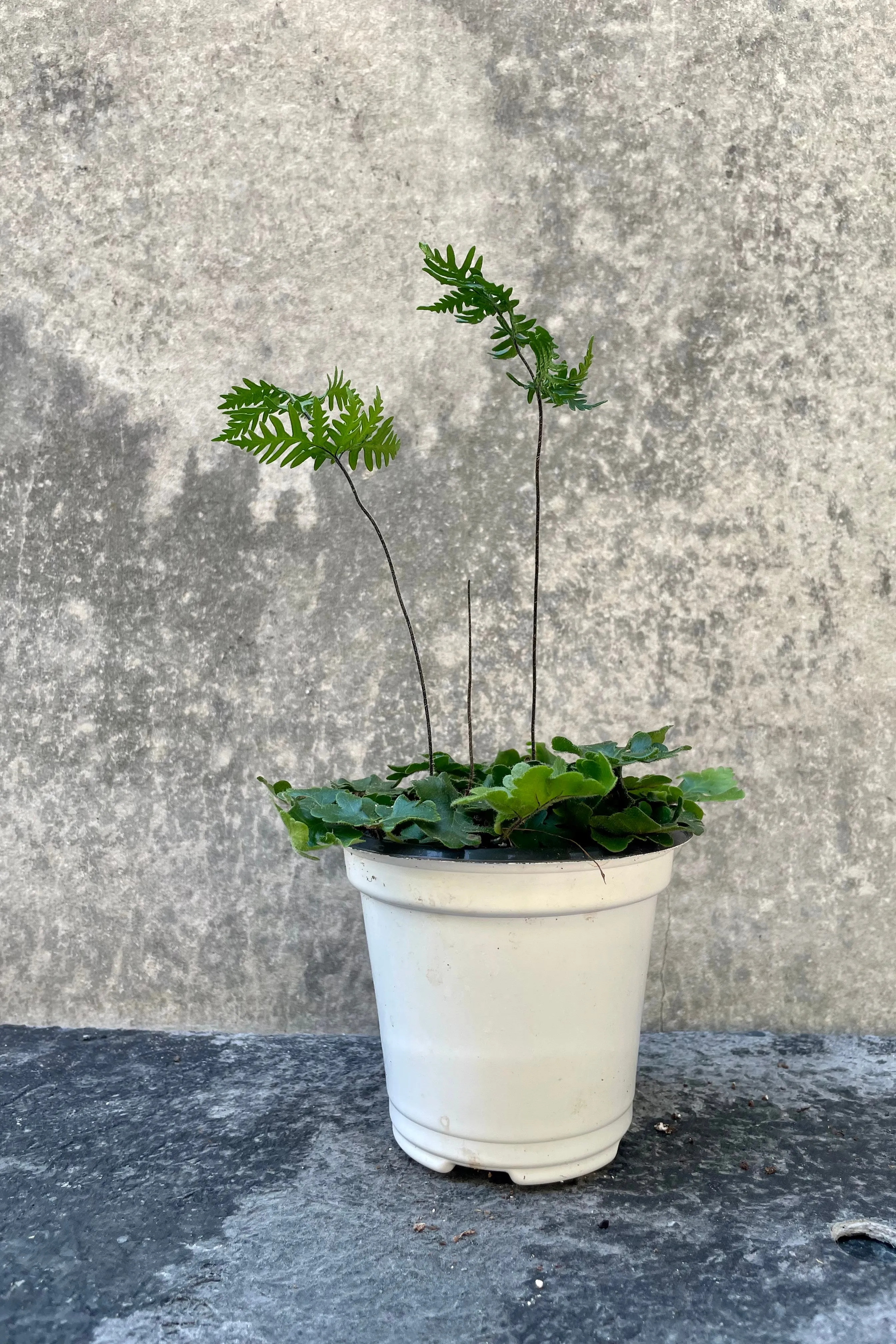 Doryopteris cordata “Antenna Fern" 4.5"