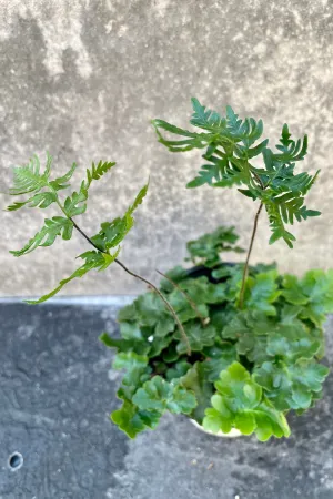 Doryopteris cordata “Antenna Fern" 4.5"