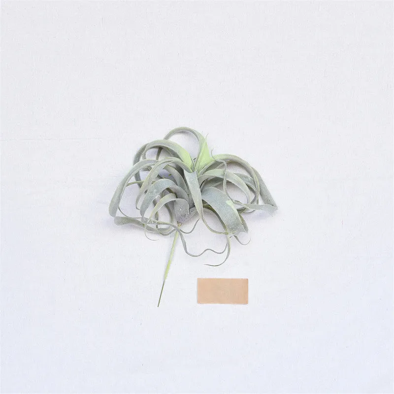 Faux Tillandsia - Lrg