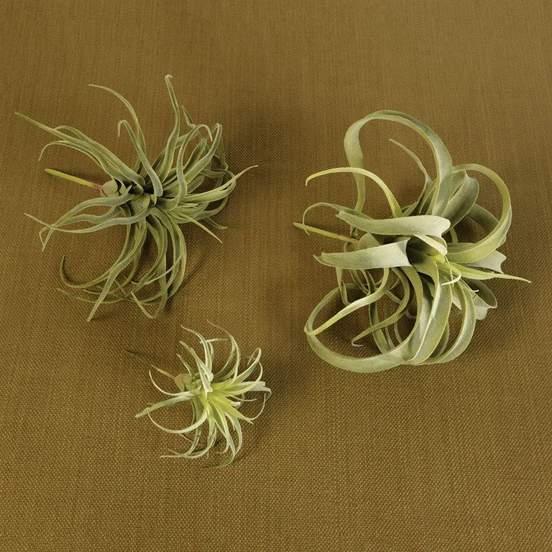 Faux Tillandsia - Lrg