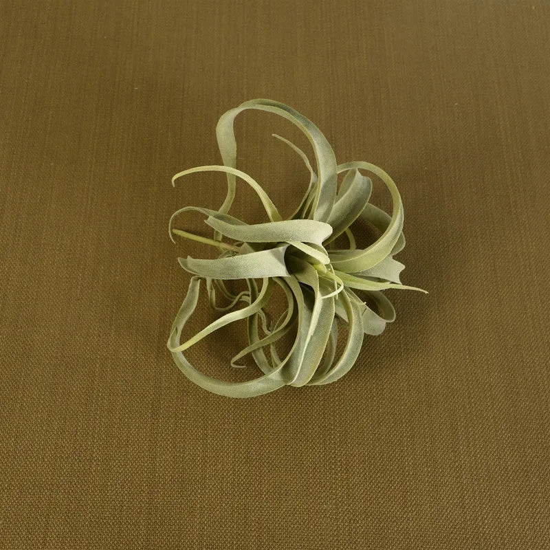 Faux Tillandsia - Lrg