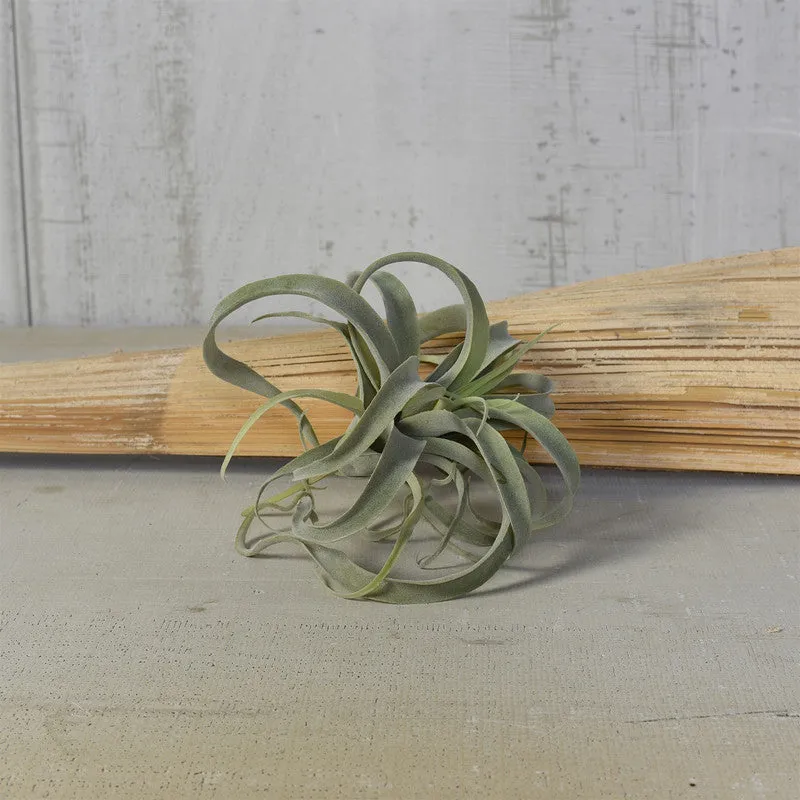 Faux Tillandsia - Lrg