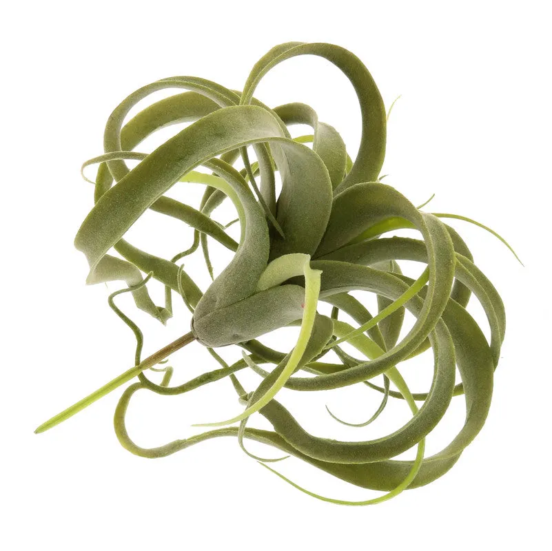Faux Tillandsia - Lrg