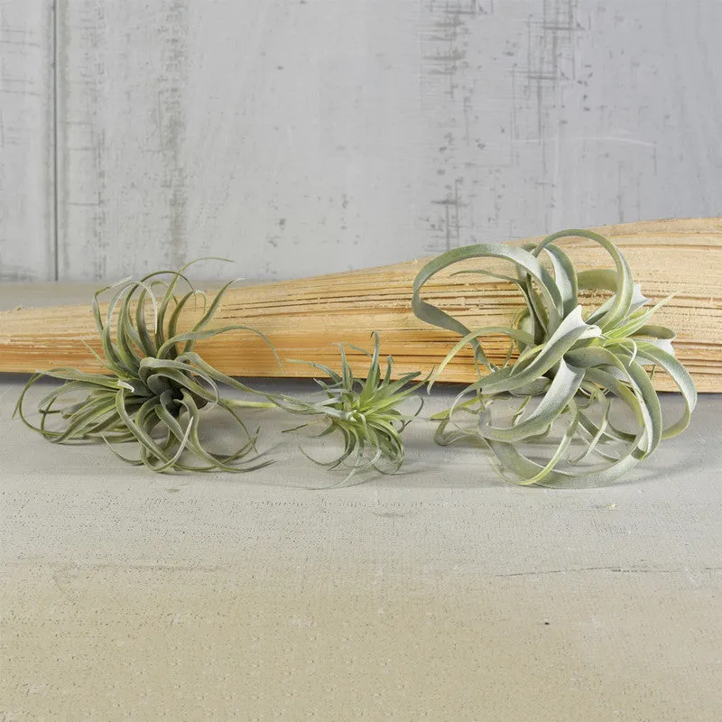 Faux Tillandsia - Lrg