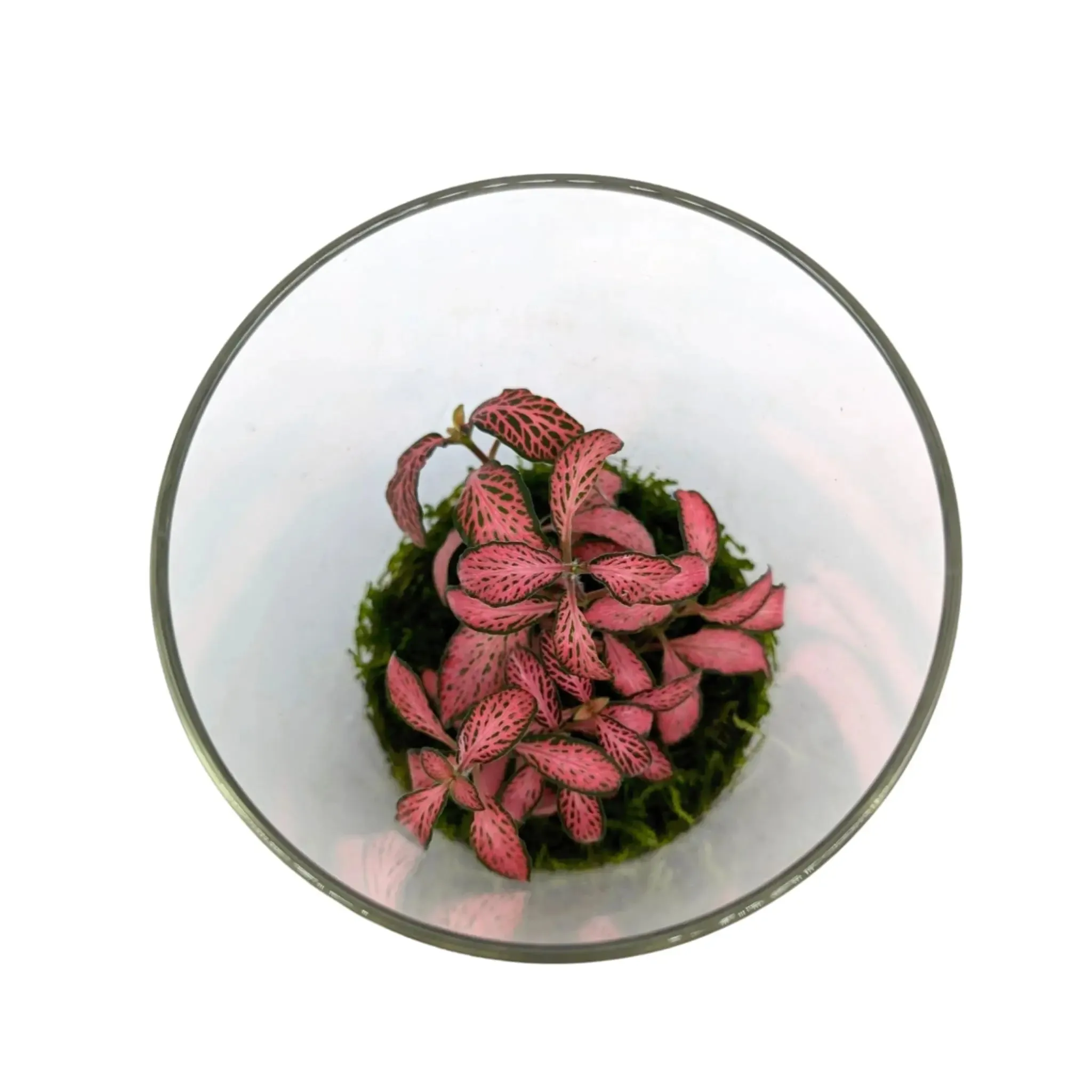 Fittonia Terrarium