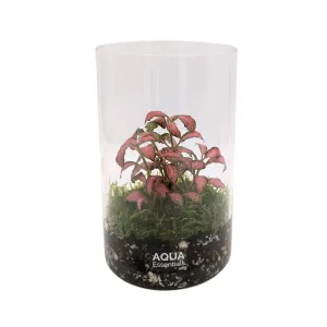 Fittonia Terrarium