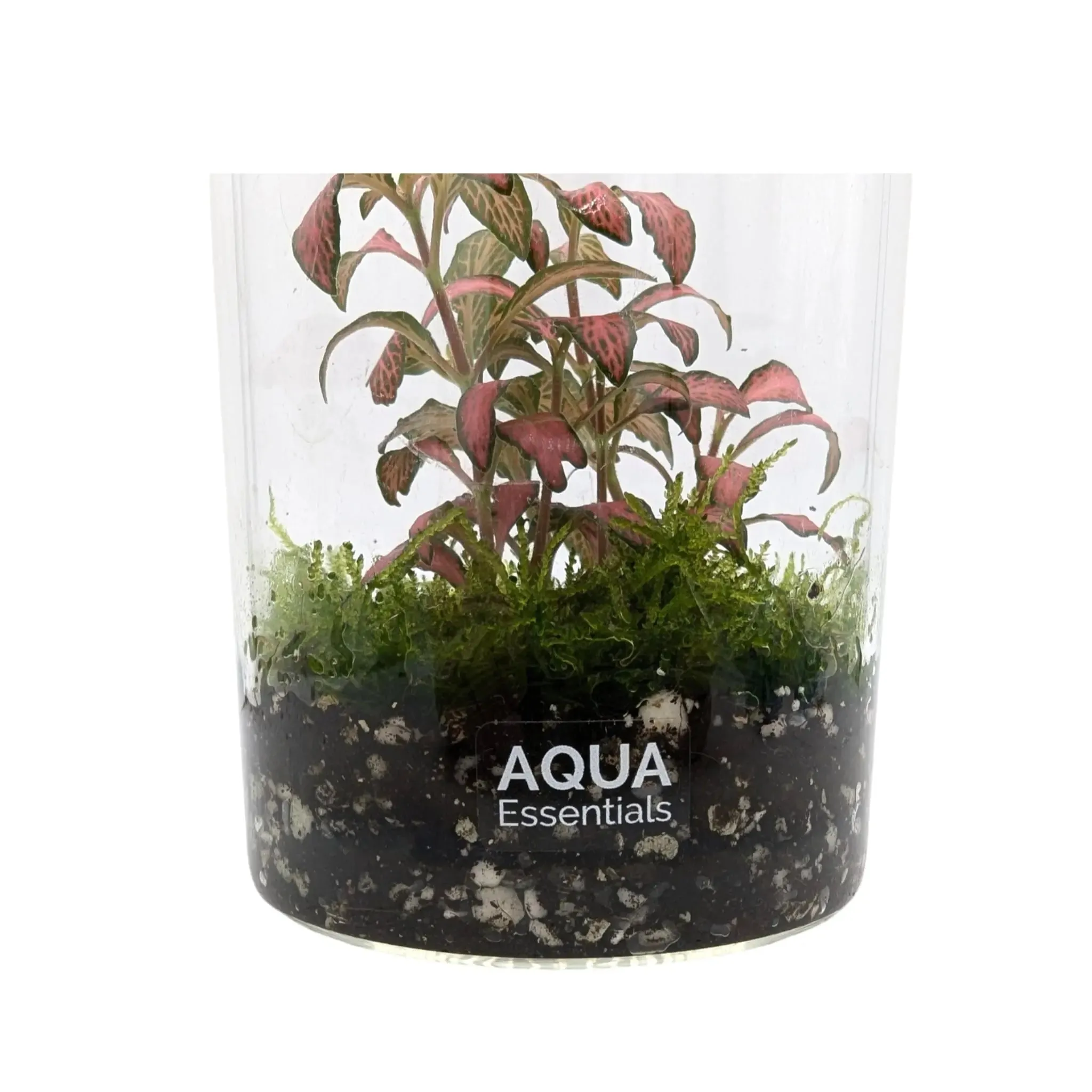 Fittonia Terrarium