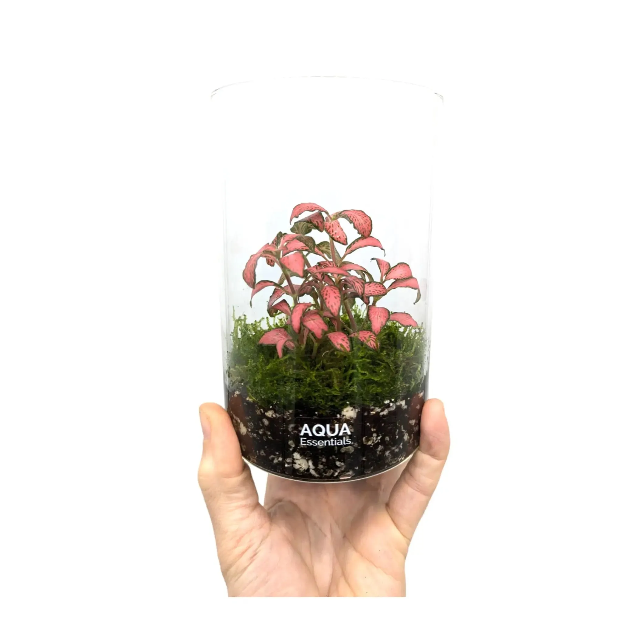 Fittonia Terrarium