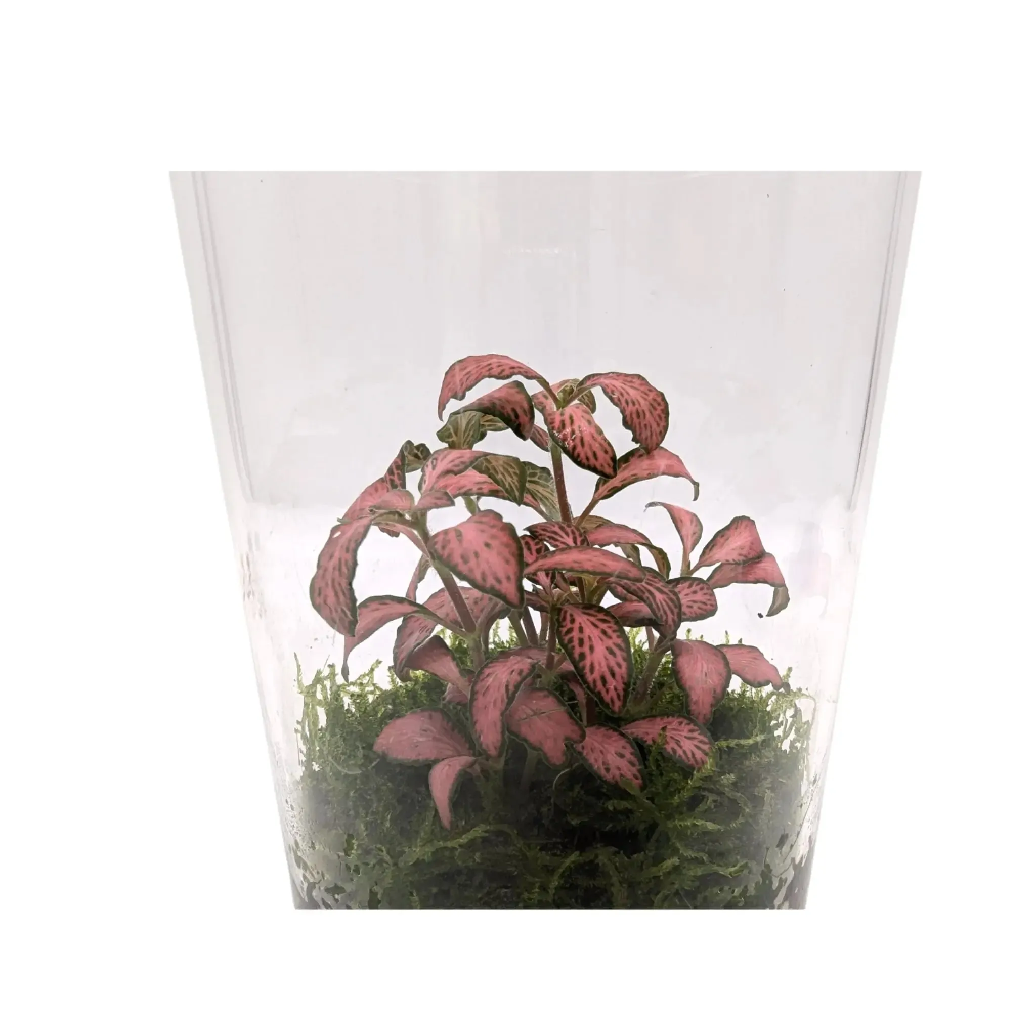 Fittonia Terrarium