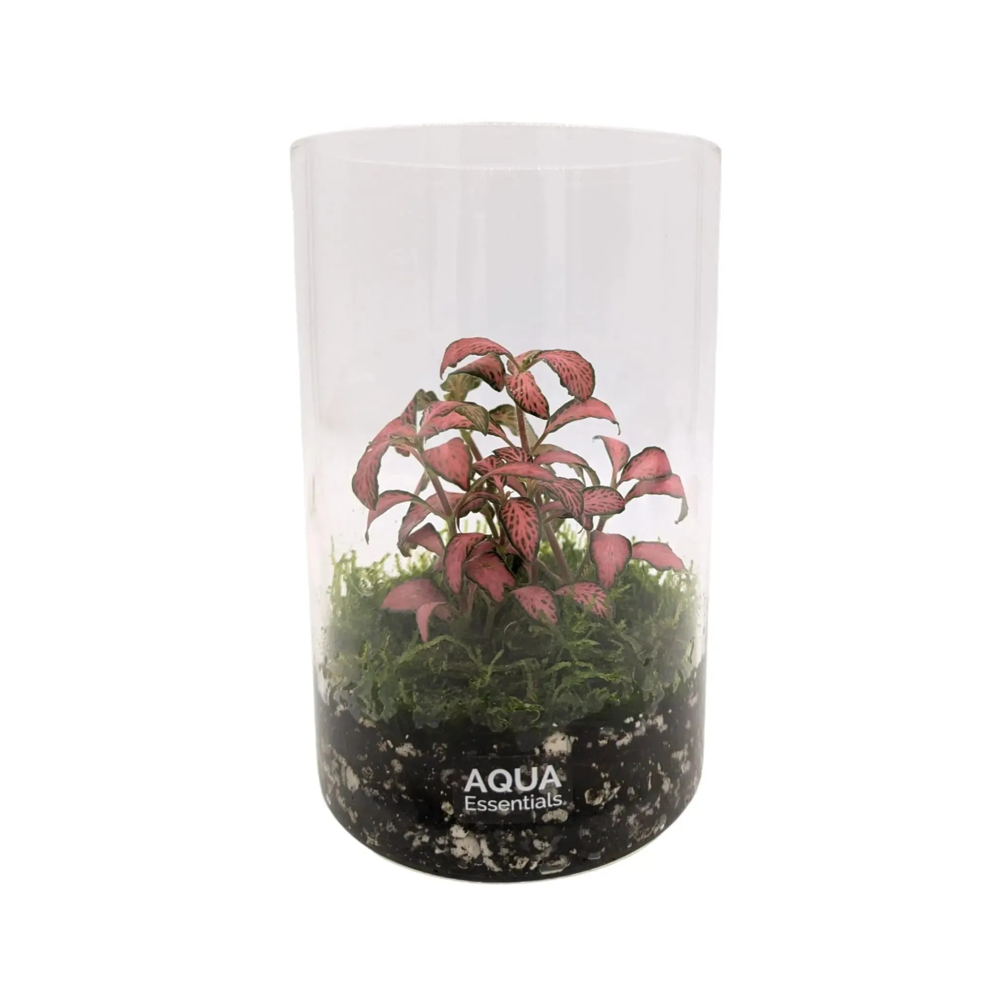 Fittonia Terrarium
