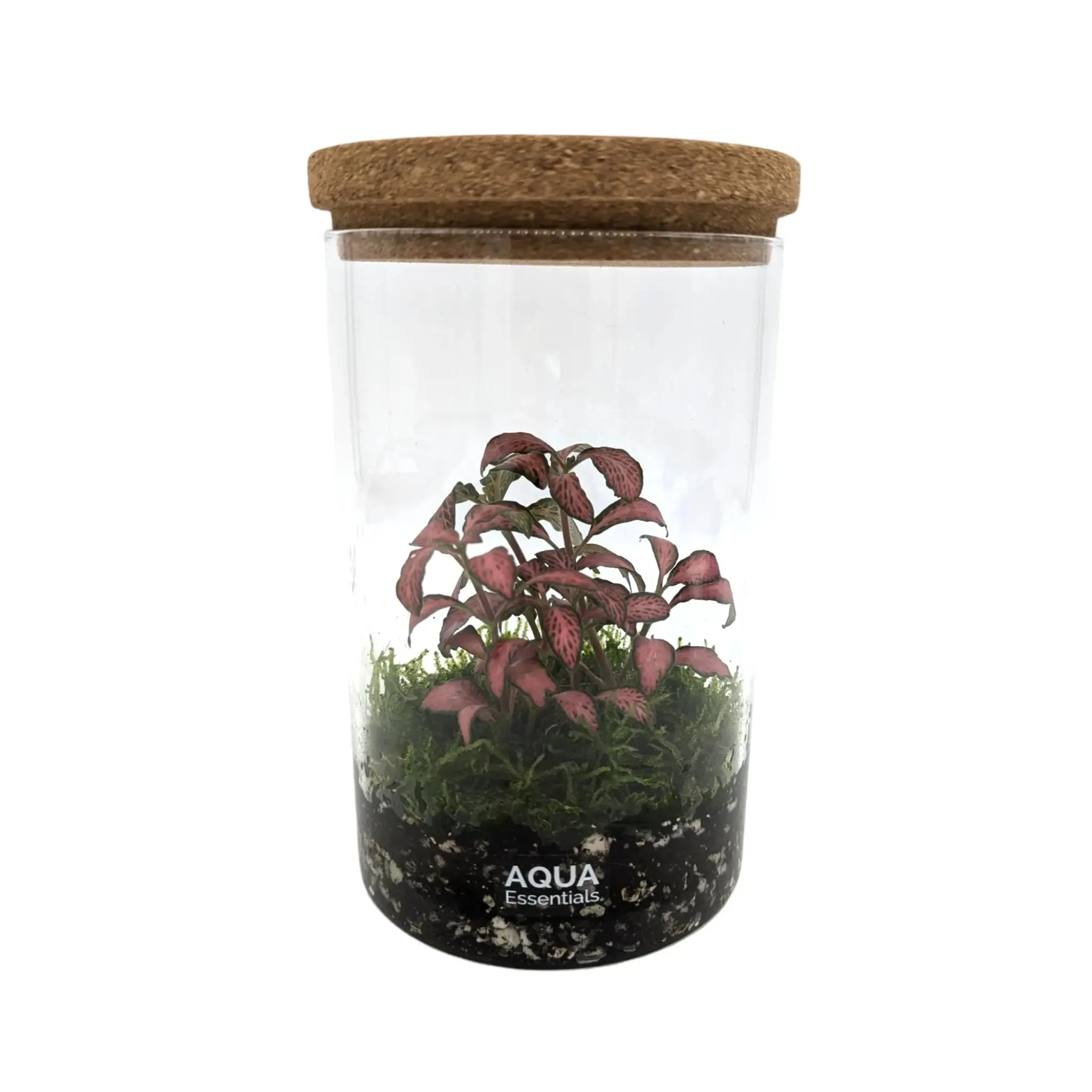 Fittonia Terrarium