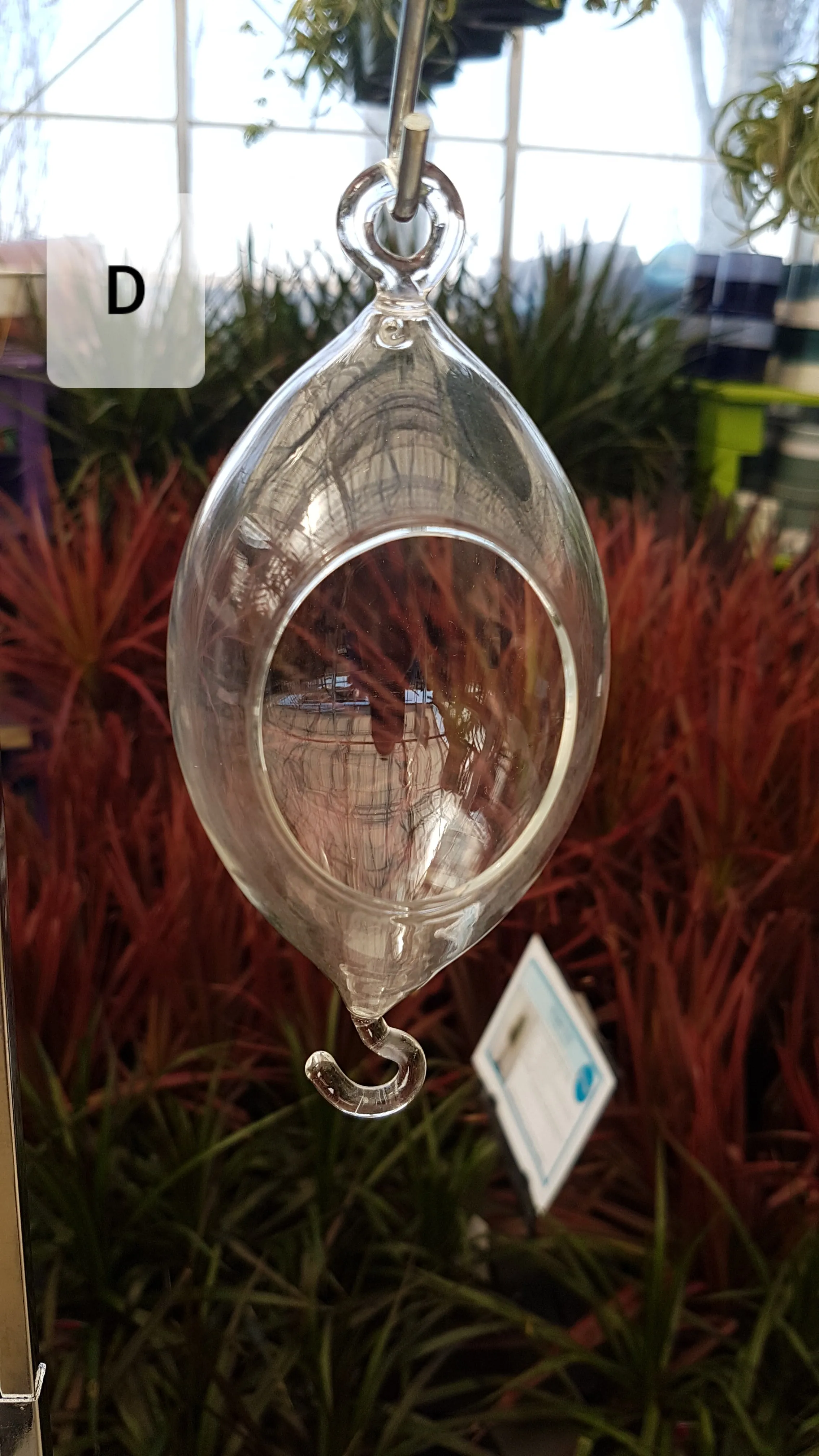 Hanging Glass Terrarium