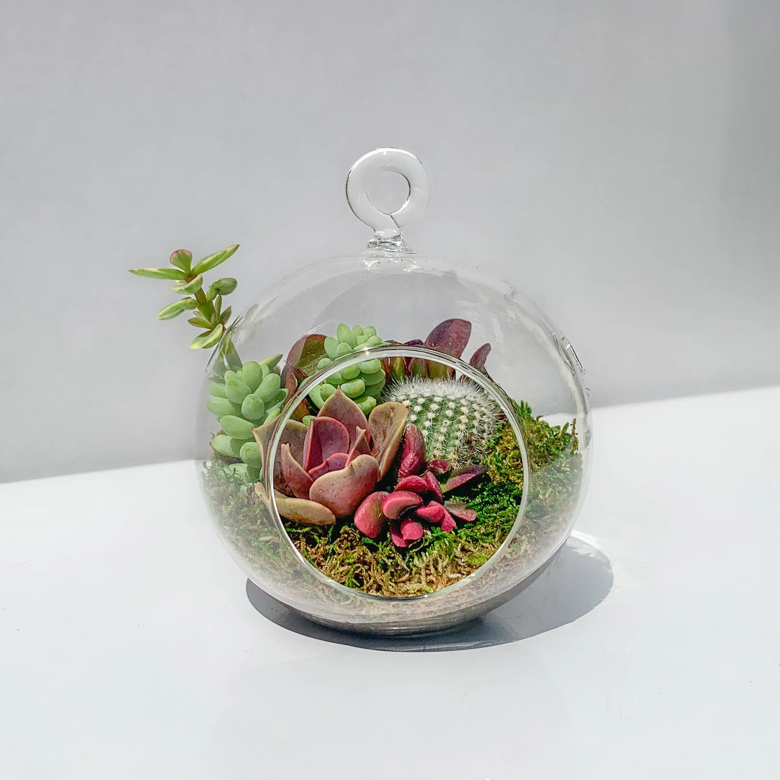 Hanging Succulent Terrarium (Multiple Hanger Colors) - Small