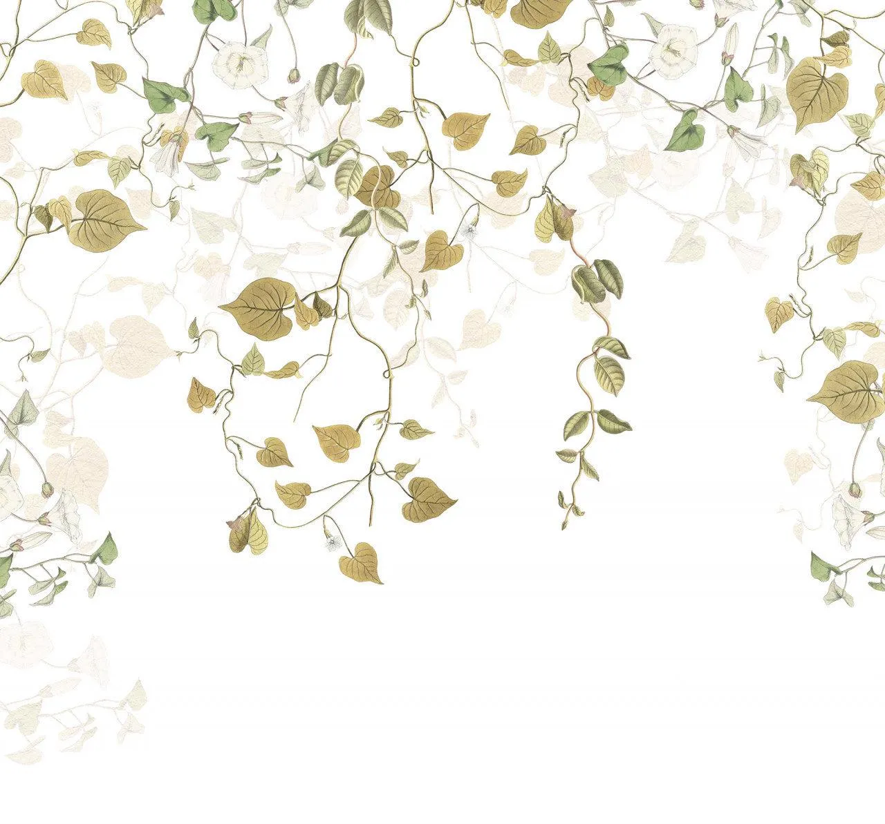 Hedera Ivy Mural Wallpaper