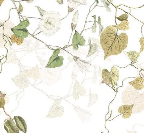 Hedera Ivy Mural Wallpaper
