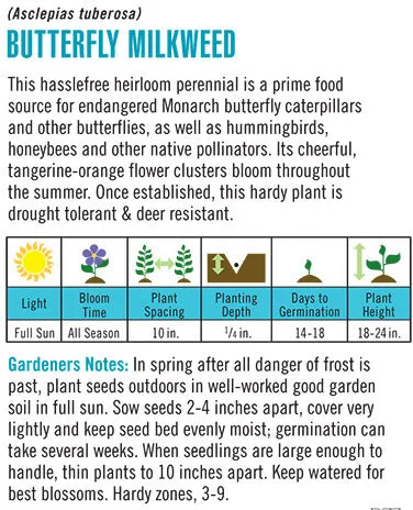 Heirloom Asclepias "Butterfly Milkweed"