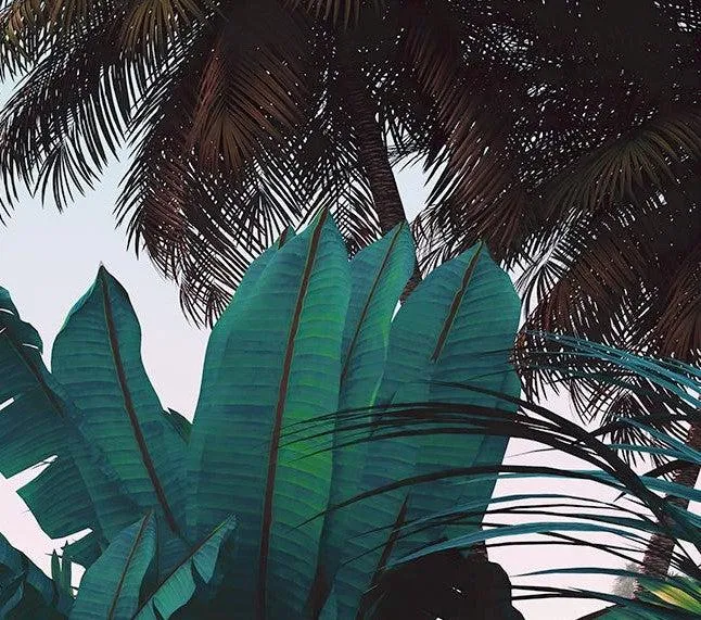 Jungle Morning Mural Wallpaper