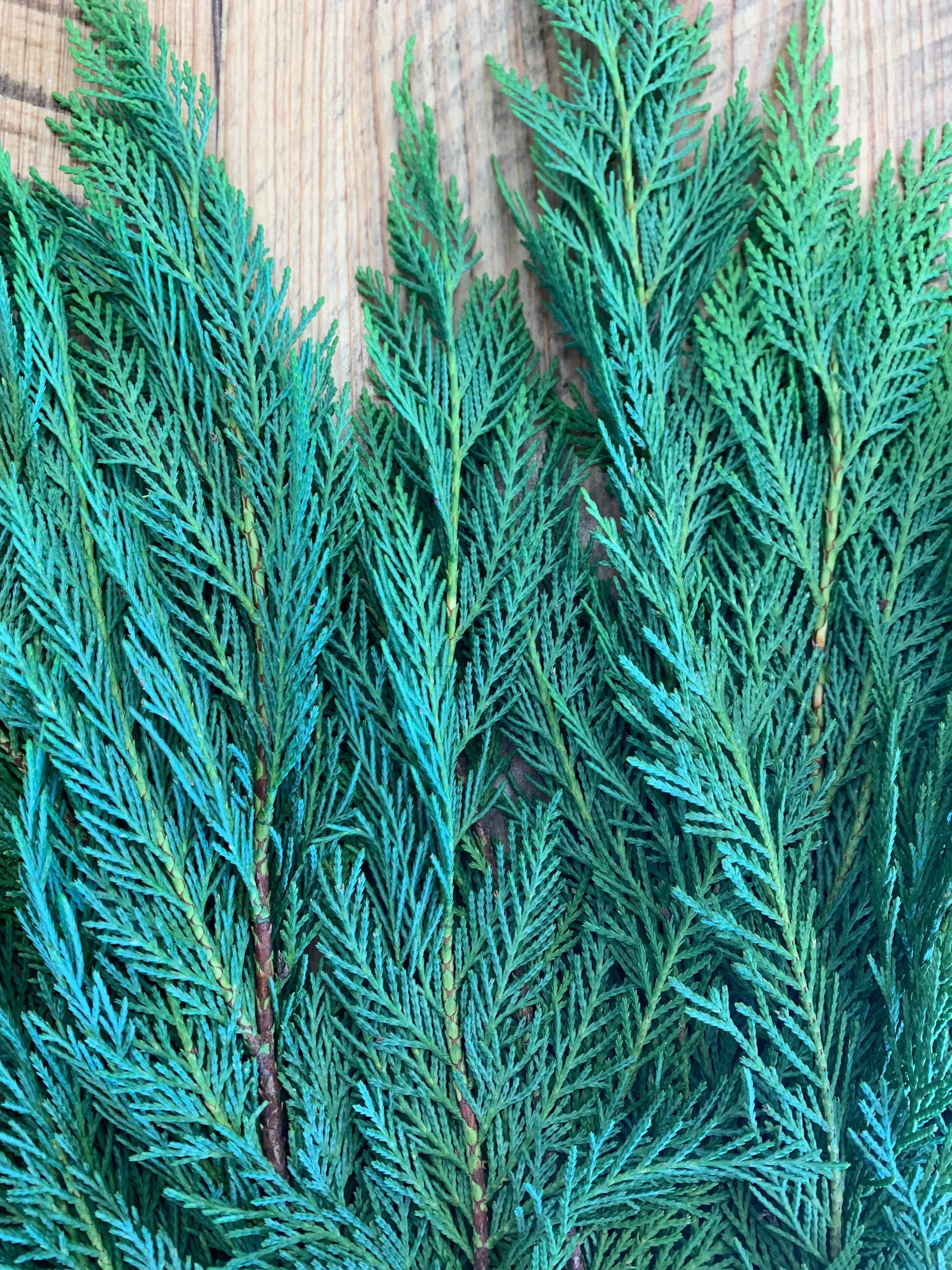 Leyland Cypress Bunches (Wholesale)