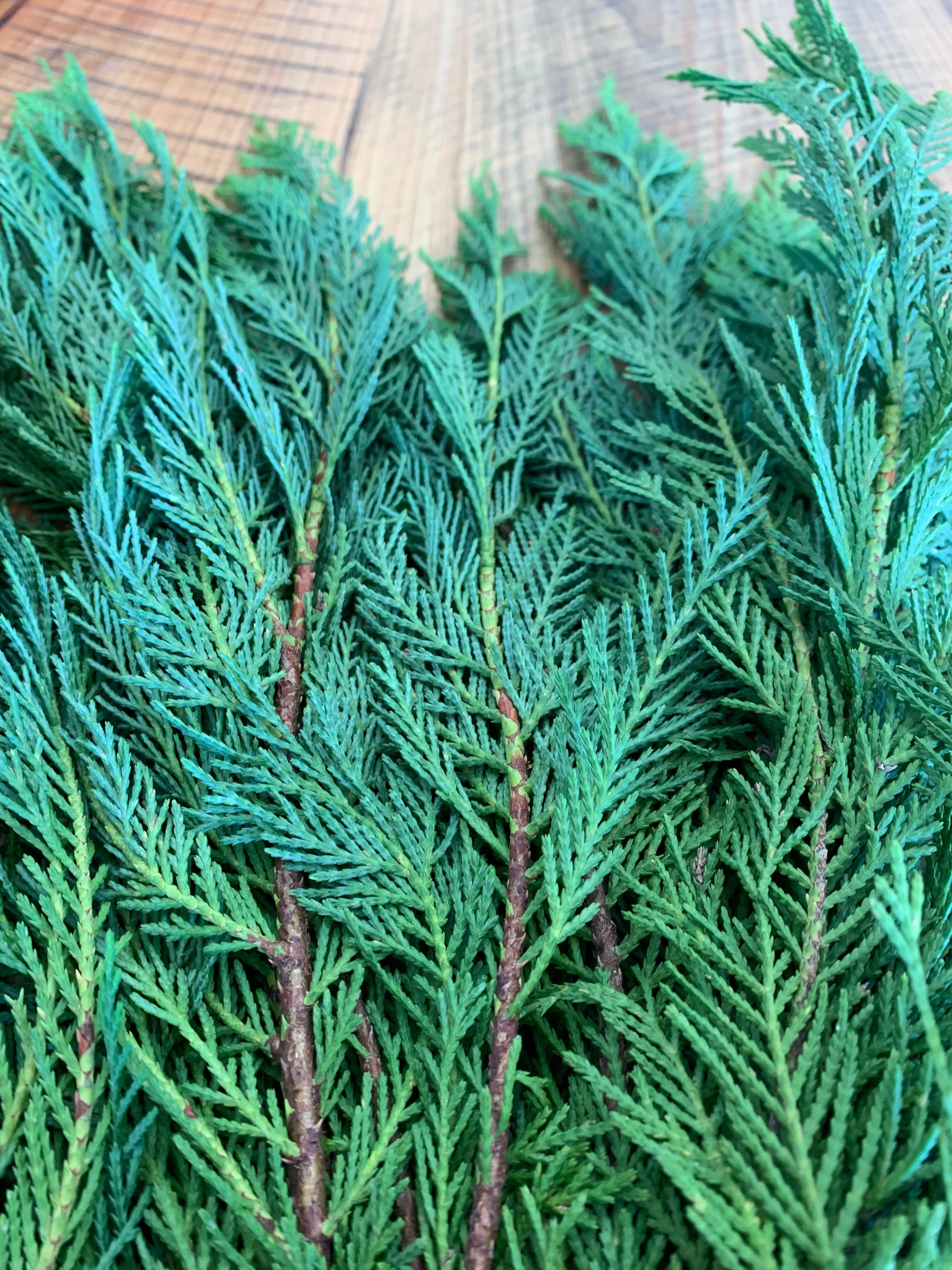 Leyland Cypress Bunches (Wholesale)