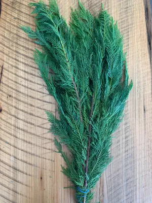 Leyland Cypress Bunches (Wholesale)