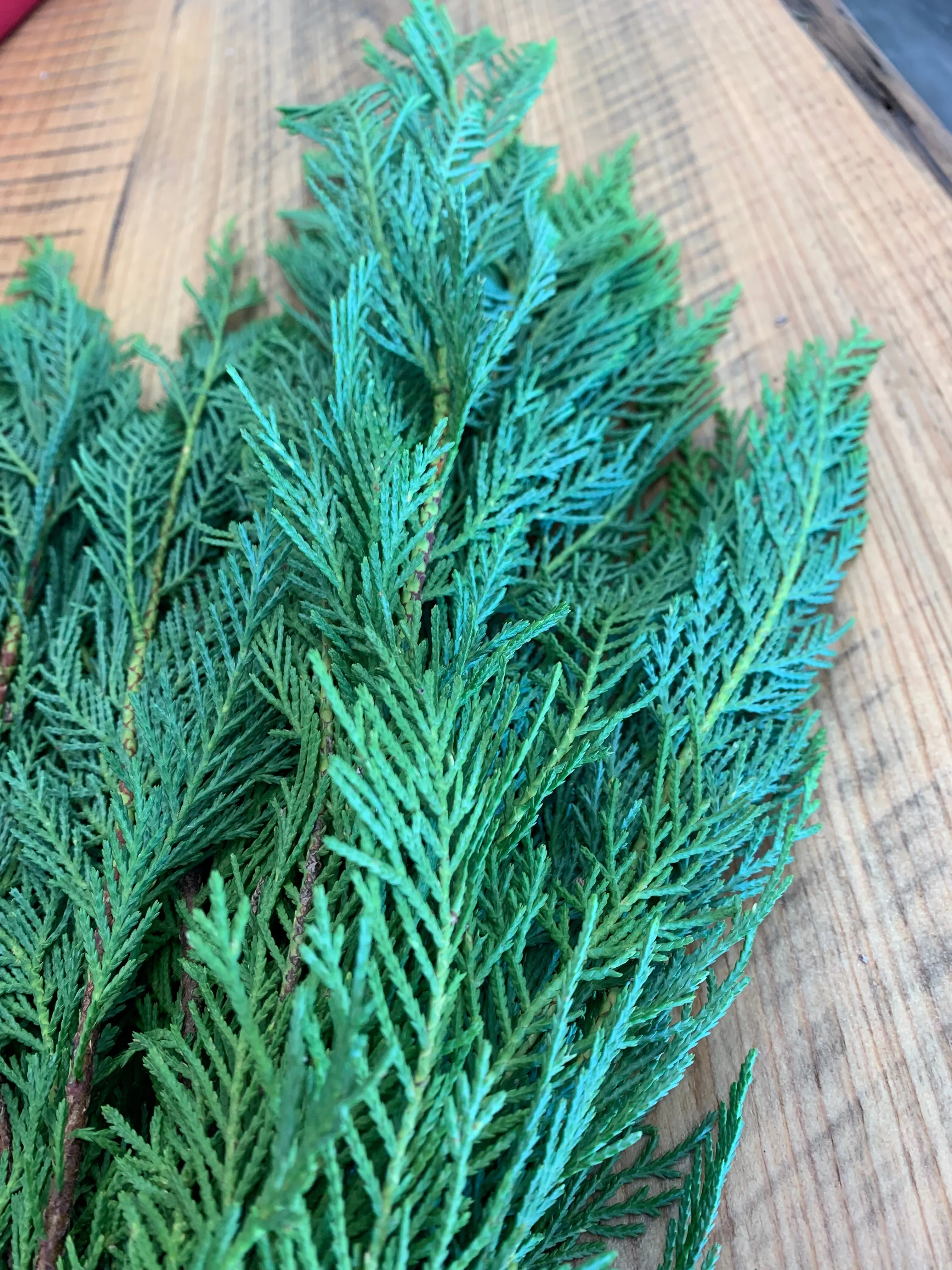Leyland Cypress Bunches (Wholesale)