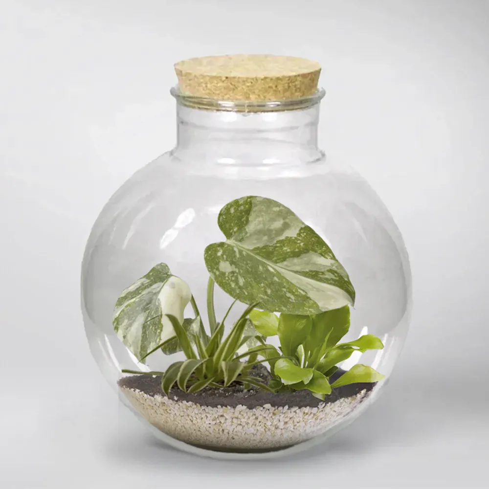 Mini Monstera  'Thai Constellation' | Monstera Deliciosa 'Thai Constellation' Terrarium Plant