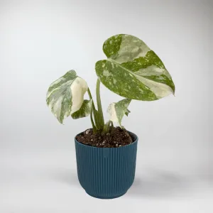 Mini Monstera  'Thai Constellation' | Monstera Deliciosa 'Thai Constellation' Terrarium Plant