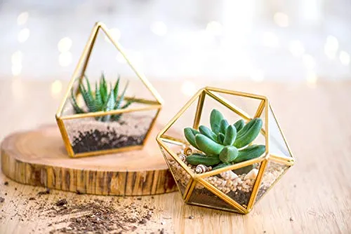 Mkono 4 Inches Mini Glass Geometric Terrarium Container Set of 3 Modern Tabletop Planter Shelves Decor Display Box Centerpiece Gift for Succulent Miniature Fairy Garden, Gold (Plant Not Included)