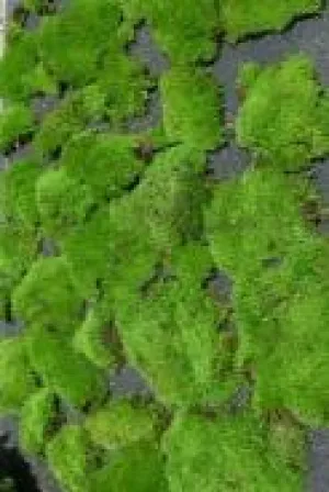Mood Moss Just Picked Fresh 1 cf