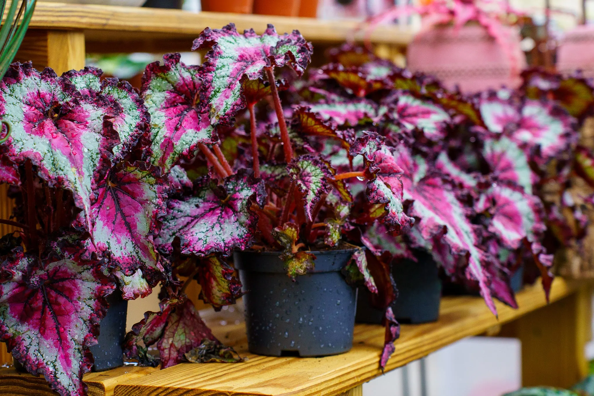Odissi Rex Begonia