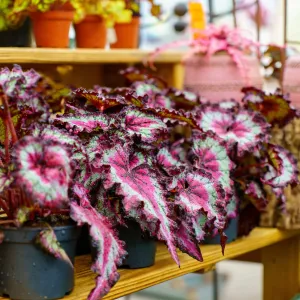 Odissi Rex Begonia