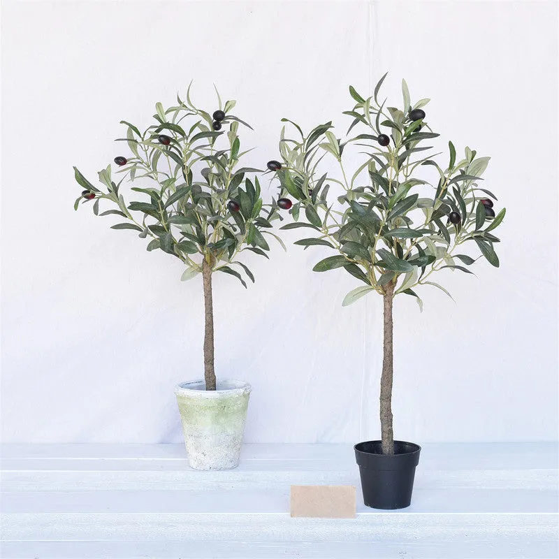 Olive Tree, Faux