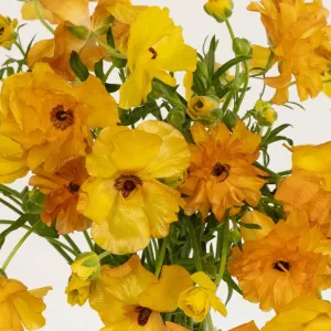 Orange Butterfly Ranunculus Flower