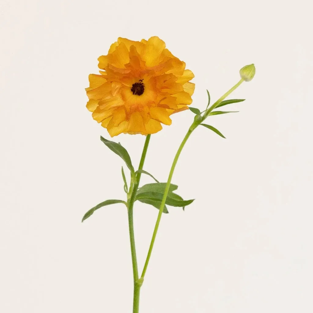Orange Butterfly Ranunculus Flower