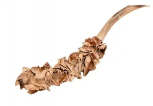 Palm Blossom Branch