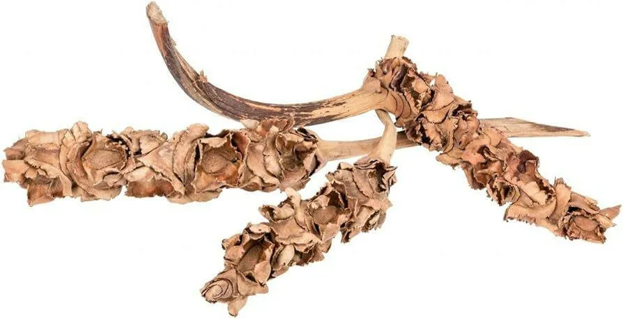 Palm Blossom Branch