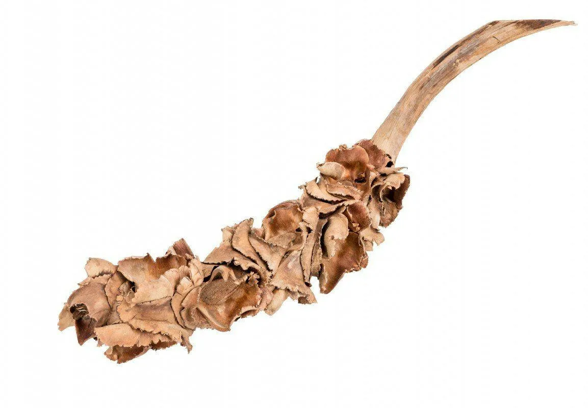 Palm Blossom Branch