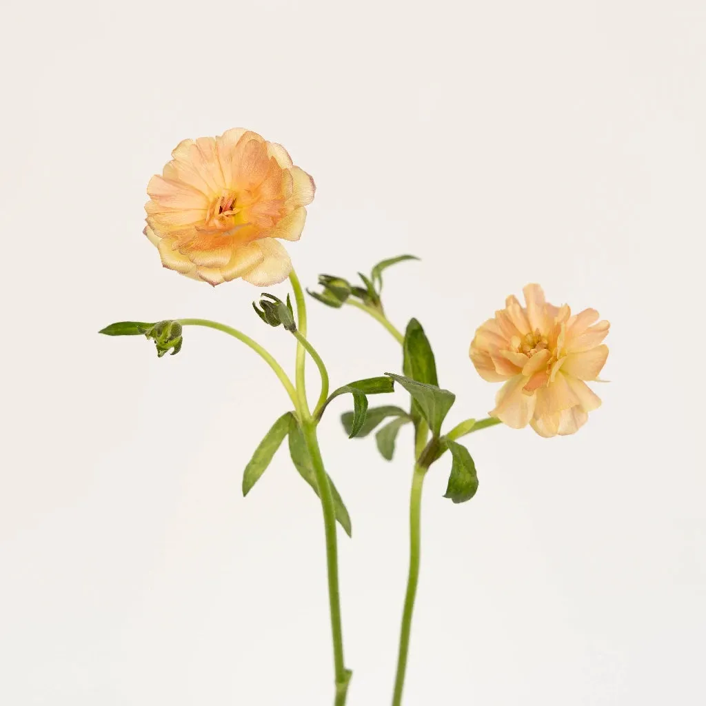 Peach Pink Butterfly Ranunculus Flower