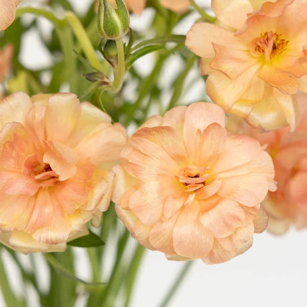 Peach Pink Butterfly Ranunculus Flower