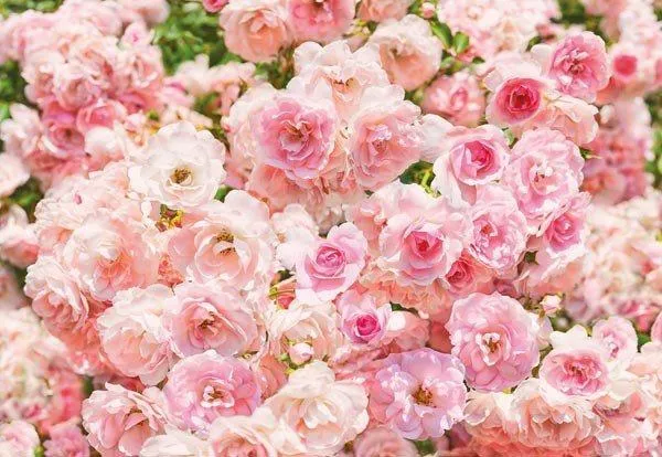 Rosa Wall Mural