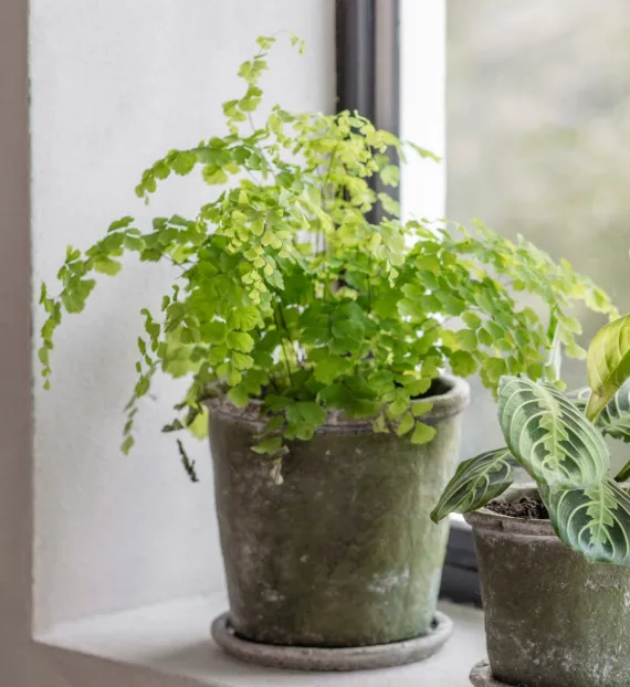 Rustic Green Planter